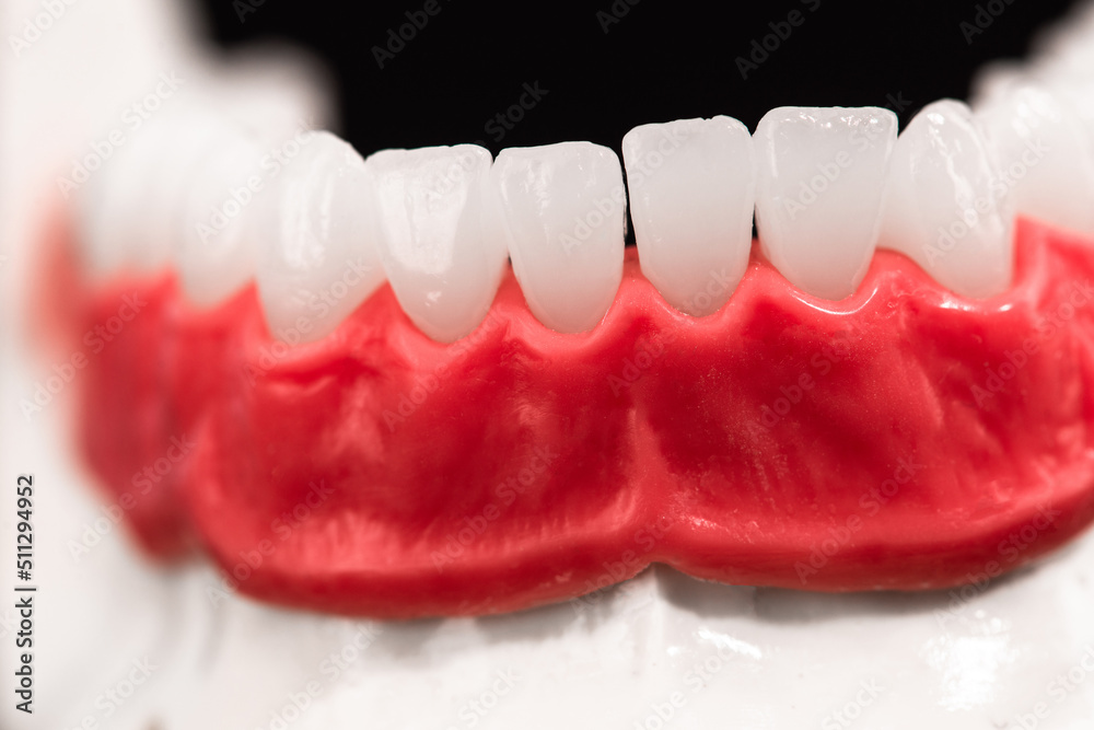 Obraz premium Lower human jaw with teeth and gums anatomy model isolated on blue background. Healthy teeth, dental care and orthodontic medical healthcare concept. 