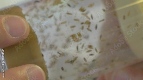 Insects for scientific research enclosed inside cylinder tube. Close up.