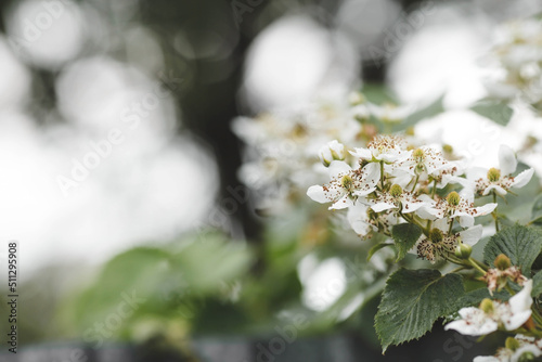 The background image is green and white. Natural, environmentally friendly natural background. Blackberry flowers. A copy of the place for the text.