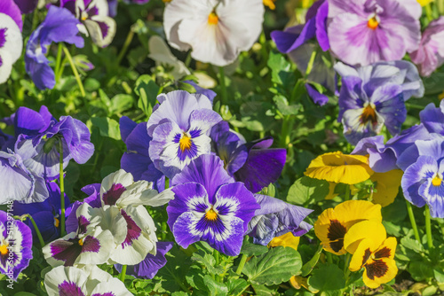 Pansy flowers on the flowerbed at sunny day.