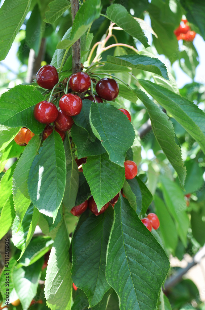 Natural and tasty organic red cherries. Hanging on tree  with green leaves on and ready to harvest. Selective focus on foreground.