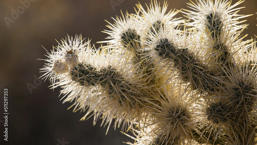 Cholla Cactus in the desert sunshine