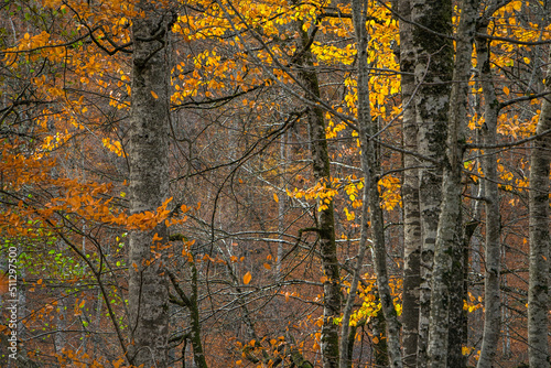 autumn leaves © emre