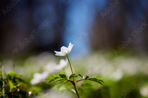 Close-up of anemone flower photo