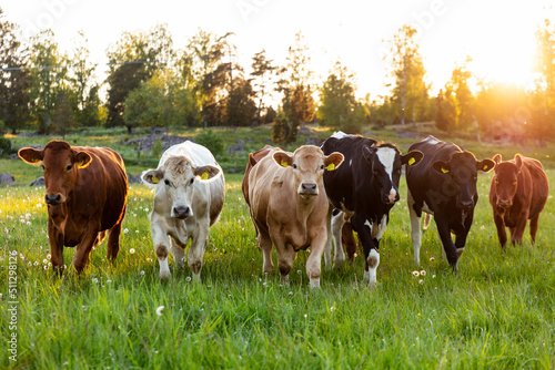 Cows in pasture at sunset photo