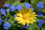 Blue and yellow: myosotis and yellow daisy.