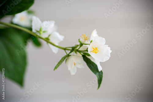 Branch of blooming fragrant white jasmine flowers