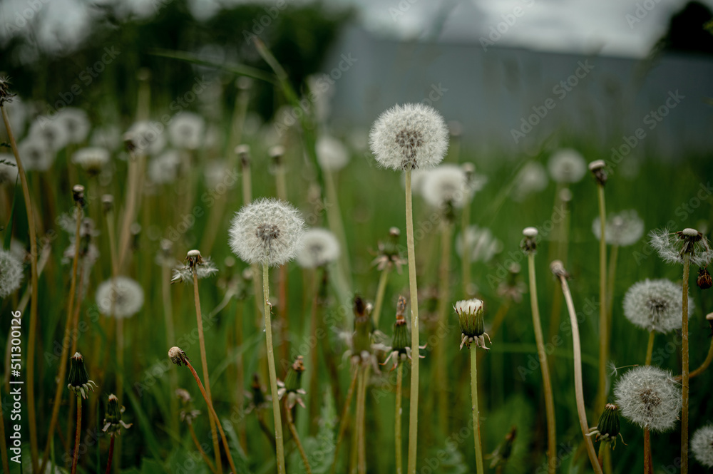 faded dandelions in the summer in the field faded dandelions in the summer in the field
