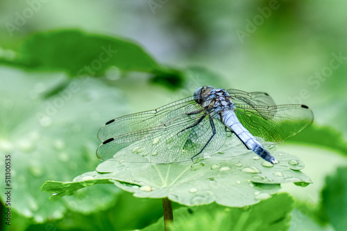 dragonfly © W.KAZUYA