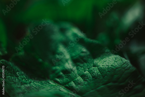 Defocused natural natural texture of green leaf. The sun's ray falls beautifully on the leaves. Creative banner of natural cosmetics