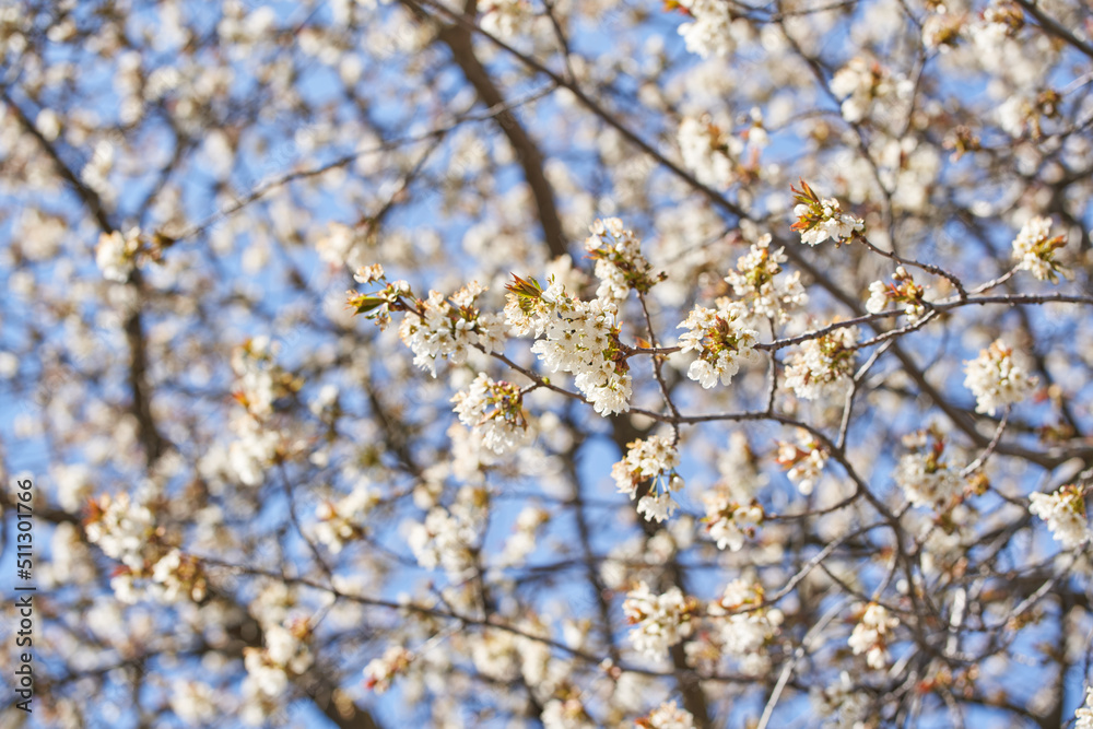 Beautiful Blossoming Apple Tree, low angle view of Apple Tree in Spring. Beautiful Blossoming Apple Tree, low angle view of Apple Tree in Spring.