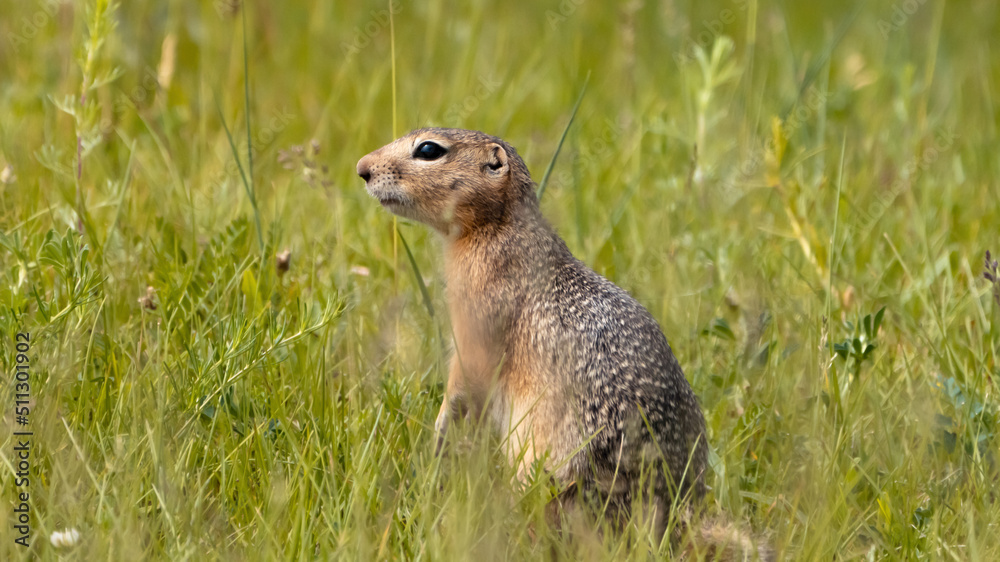 a gopher in the green grass. brown harek