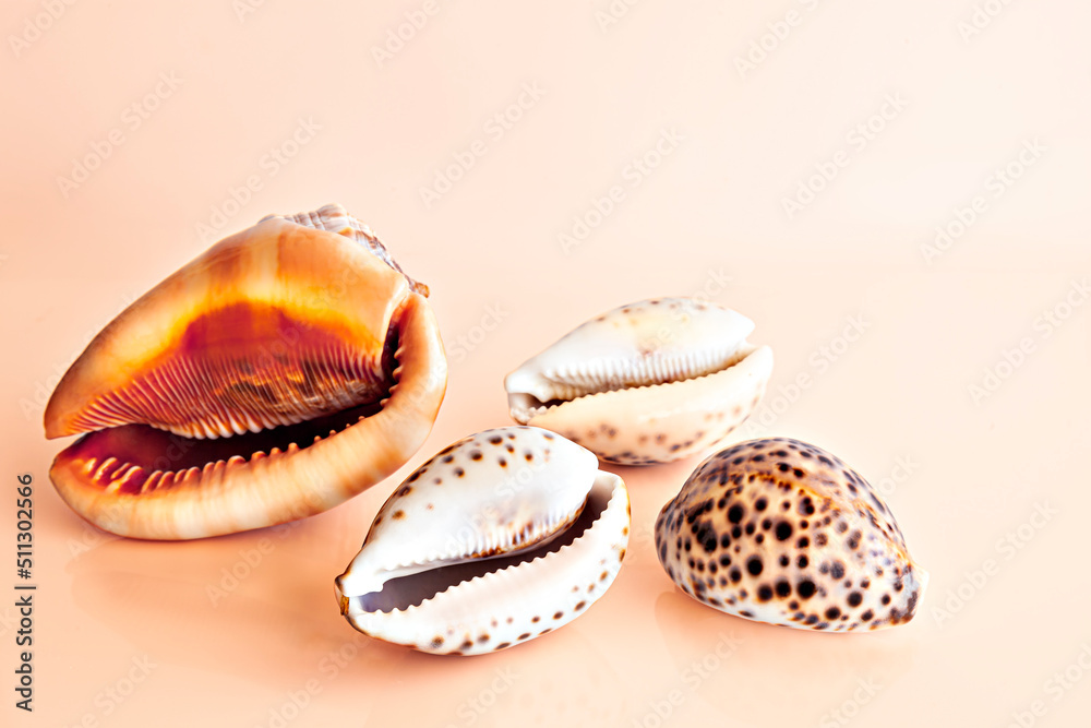Cuatro conchas de moluscos, Cassis rufa, turbo petholatus, en un fondo naranja