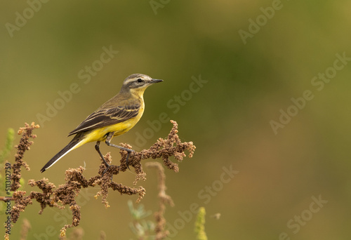 Yellow Wagtail perched on bush, Bahrain