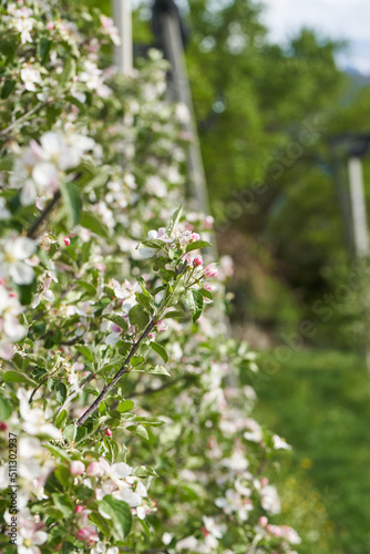 Beautiful Flowers on Apple Tree. Blossoming Apple Trees in Spring.