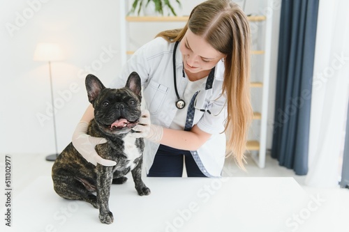 Fototapeta Naklejka Na Ścianę i Meble -  medicine, pet care and people concept - close up of french bulldog dog and veterinarian doctor hand at vet clinic.