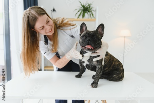 Fototapeta Naklejka Na Ścianę i Meble -  medicine, pet care and people concept - close up of french bulldog dog and veterinarian doctor hand at vet clinic.
