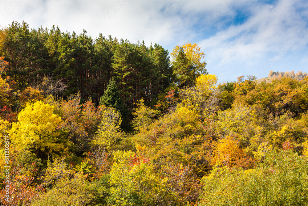Golden autumn mixed forest (fir-trees, birches, pines) in the Zailiyskiy Alatau Mountains, Tien Shan mountain system in Kazakhstan..Big Almaty Gorge