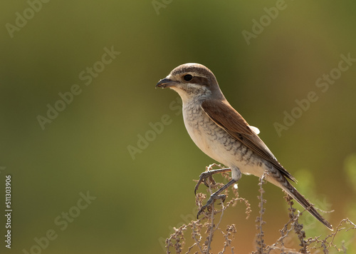 Portrait of a Red-backed shrike perched on green, Bahrain