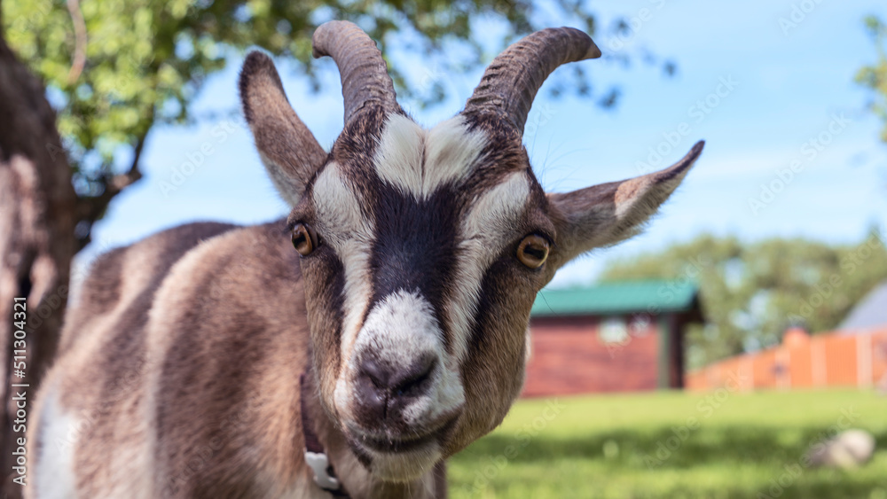 Head of a piebal horned goat in the pasture. Animal nose close-up, selective focus. Goat looking at the camera. Head of a piebal horned goat in the pasture. Animal nose close-up, selective focus. Goat looking at the camera.