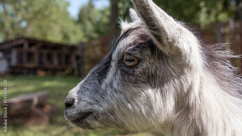 Head of a piebal young goat in the pasture. Animal nose close-up, selective focus. Goat looking at the camera. Head of a piebal young goat in the pasture. Animal nose close-up, selective focus. Goat looking at the camera.
