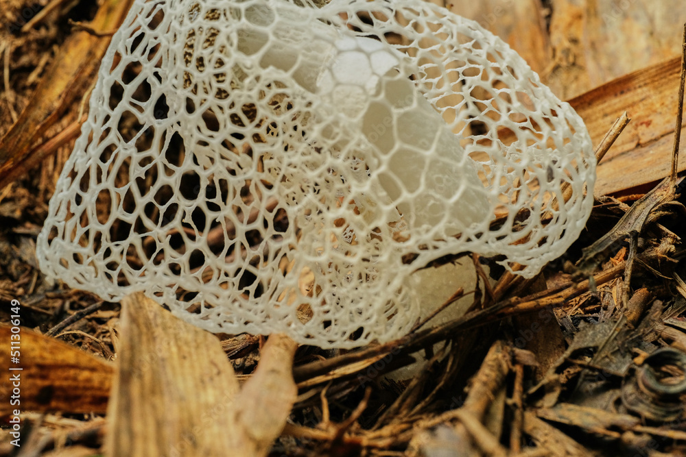 Bridal Veil Stinkhorn Phallus indusiatus bamboo mushrooms Stock 写真