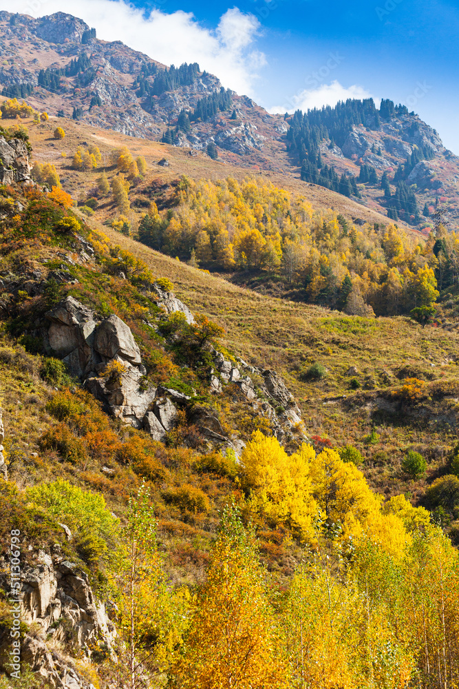 Golden autumn mixed forest (fir-trees, birches, pines) on hills in the Zailiyskiy Alatau Mountains, Tien Shan mountain system in Kazakhstan..Big Almaty Gorge