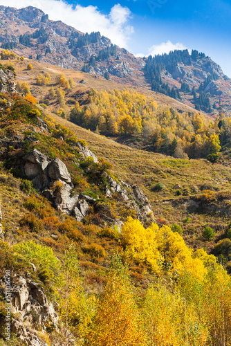 Obraz na płótnie Golden autumn mixed forest (fir-trees, birches, pines) on hills in the Zailiyskiy Alatau Mountains, Tien Shan mountain system in Kazakhstan..Big Almaty Gorge w salonie