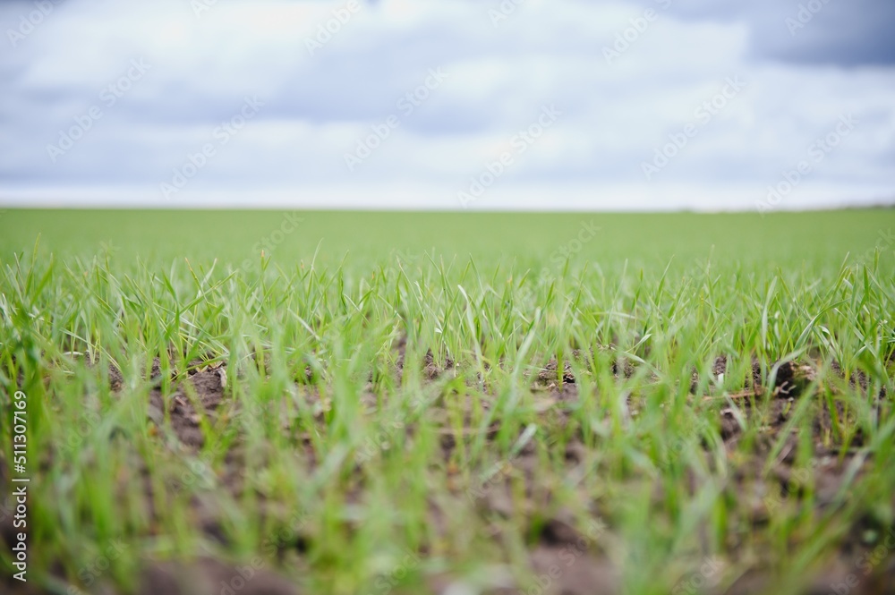 Obraz premium Sprouts of young barley or wheat that have just sprouted in the soil, dawn over a field with crops.