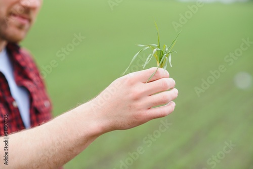 A young farmer inspects the quality of wheat sprouts in the field. The concept of agriculture