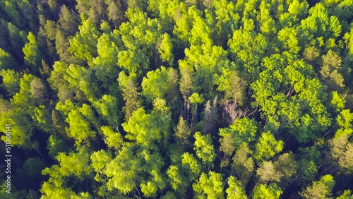 Golden fairytale forest with tall coniferous trees at sunset, aerial view. Flight over the tops of trees. Beautiful background, calm natural landscape in the evening or at dawn. UHD 4K.