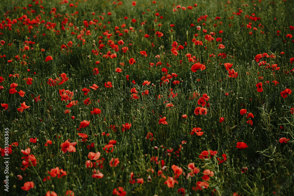 Close-up of blossoming red poppy surrounded by buds