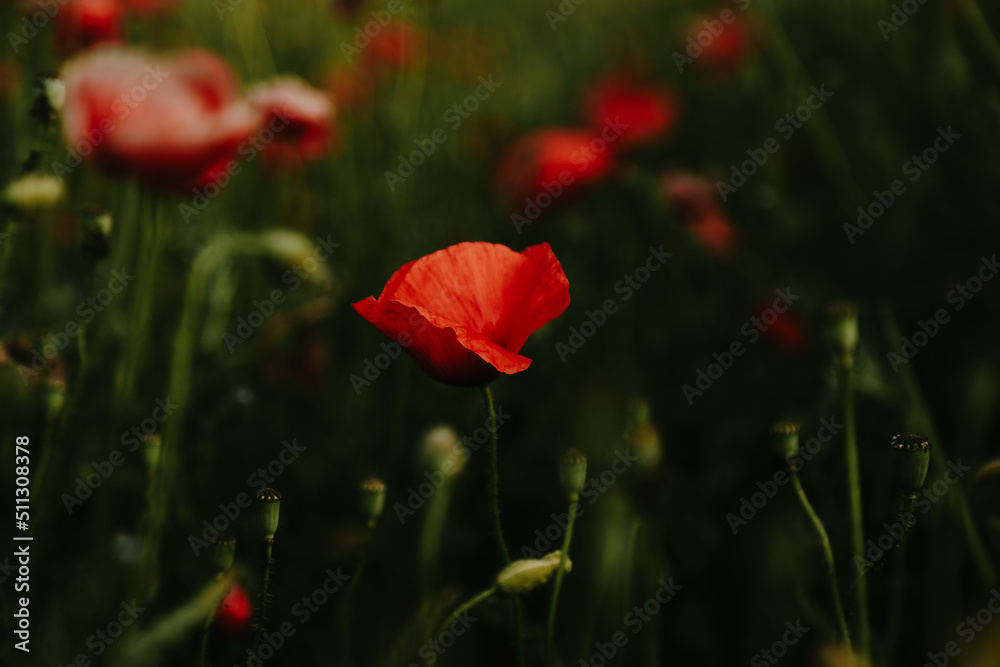 Fototapeta premium Close-up of blossoming red poppy surrounded by buds