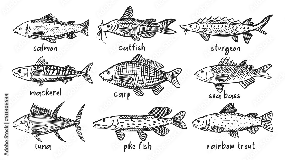 Vector sketch illustrations of various sea fish. Salmon, mackerel, tuna,  catfish, carp, pike, trout outline sihouettes. Black engraving. Hand drawn  underwater life graphic Stock Vector