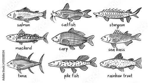 Vector sketch illustrations of various sea fish. Salmon, mackerel, tuna, catfish, carp, pike, trout outline sihouettes. Black engraving. Hand drawn underwater life graphic
