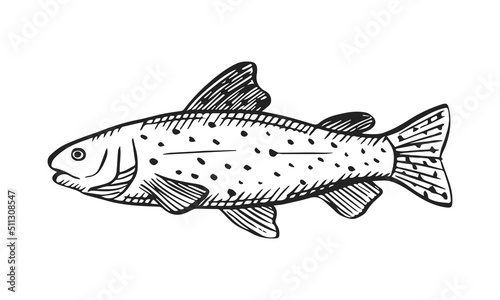 Vector sketch illustration of sea fish. Outline sihouette of rainbow trout. Black engraving. Hand drawn underwater animal isolated on white