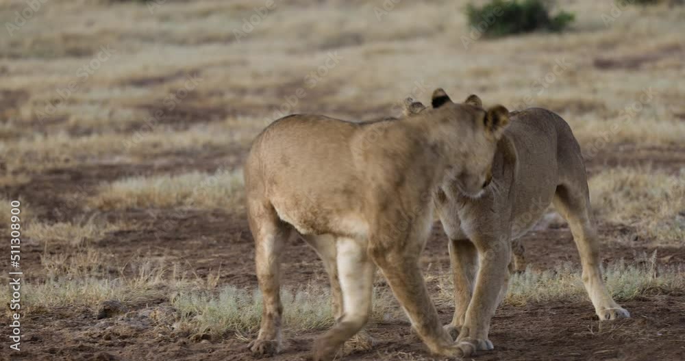 Close-up two lionesses play fighting, cute cub in background Close-up two lionesses play fighting, cute cub in background
