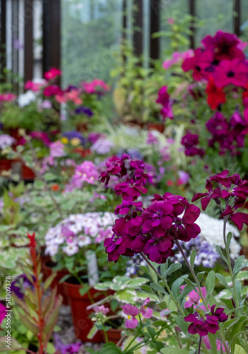 Brightly coloured potted flowering plants including petunias, phlox and pericallis cruenta, in the Palm House and Main Range of glasshouses in the Glasgow Botanic Gardens, Scotland UK.