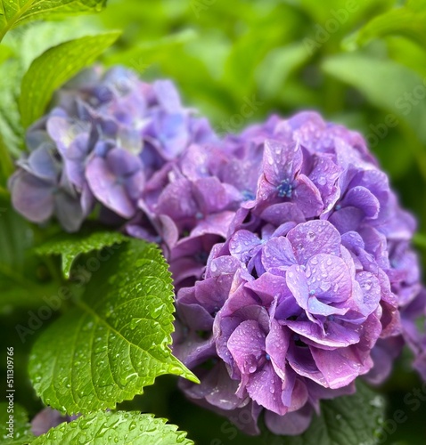 紫陽花