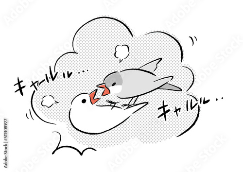 けんかする文鳥