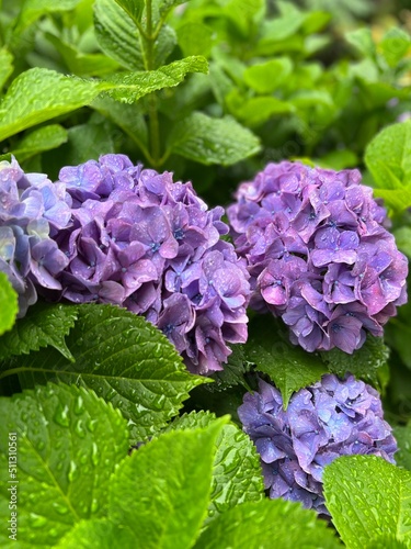 紫陽花
