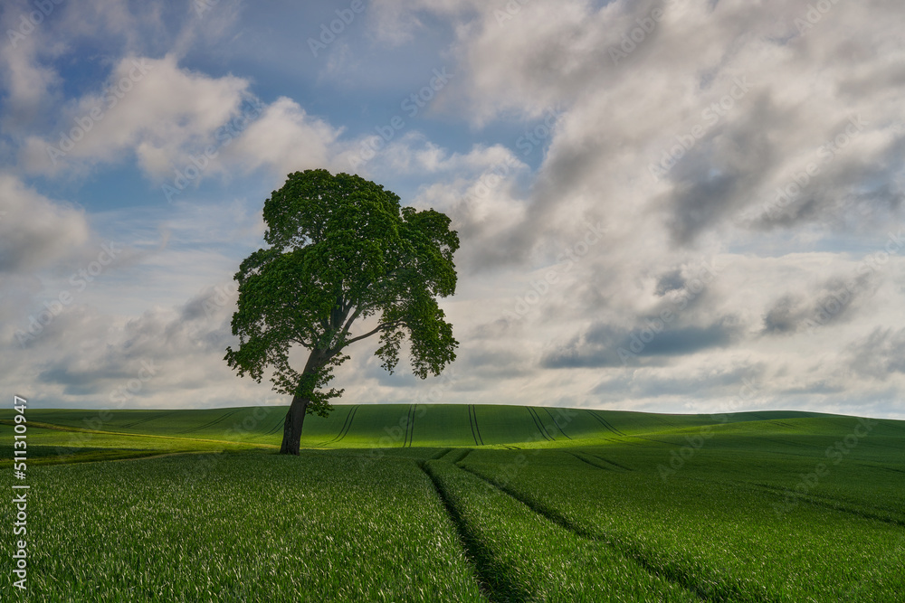 Fototapeta premium Lonely tree among fields where wheat grows, Poland