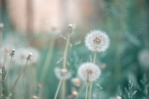 Fluffy dandelions on a beautiful green background. A dreamy art image. Gentle summer background of nature. Selective focus.