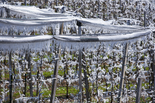 Frozen Apple Trees in Spring after Irrigation during freezing night. Hail protection covered in thick ice