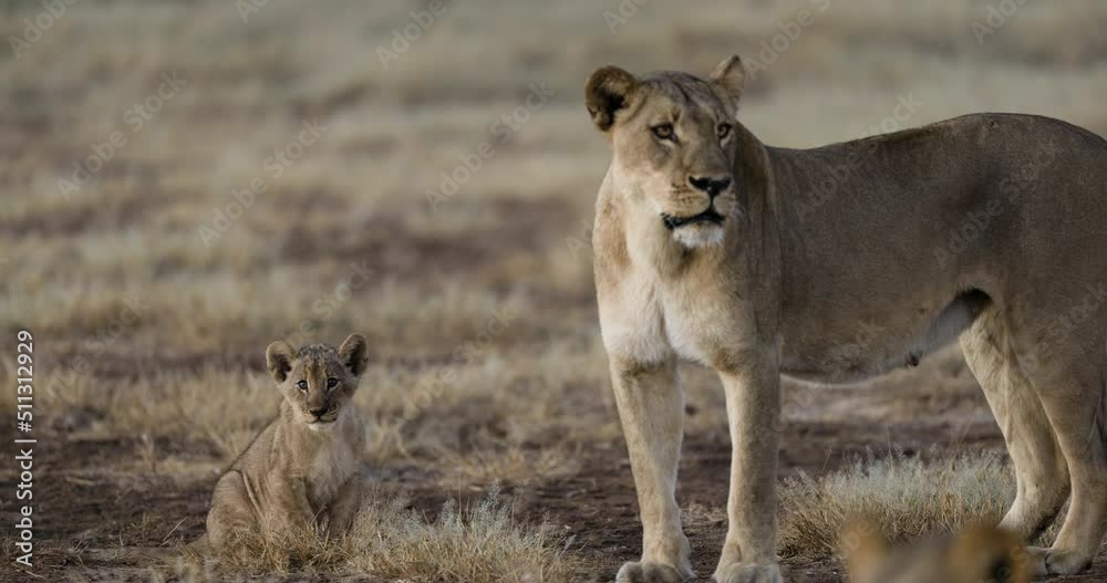 Close-up Lioness preening cute lion cub Close-up Lioness preening cute lion cub
