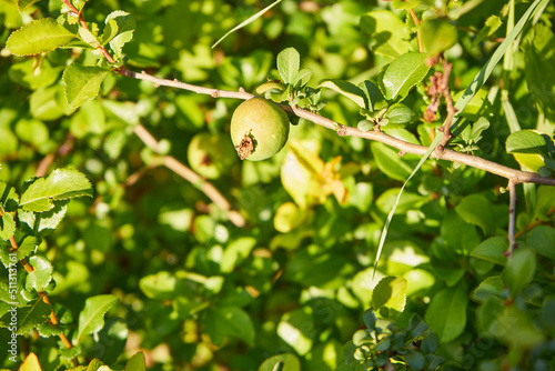 pigwa pospolita, Cydonia oblonga, owoc 