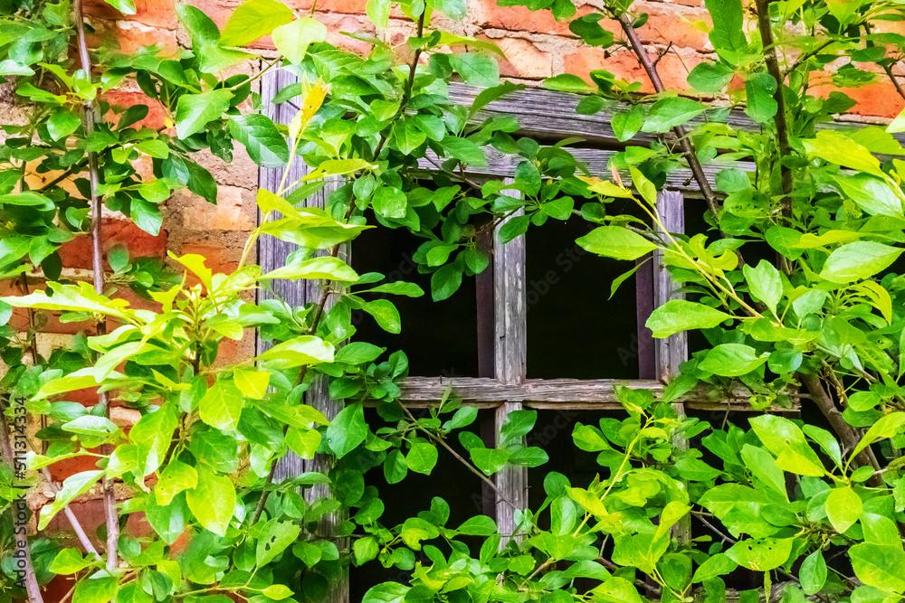Window between green tree leaves