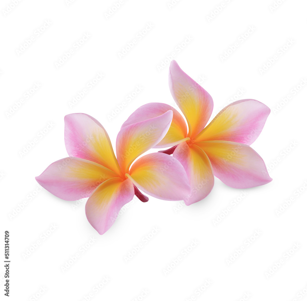 Plumeria rubra flower isolated on white background