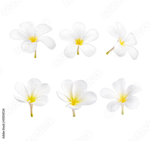 white plumeria flower blooming isolated on white background