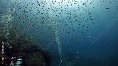 under water film Thailand - large school of fusilier fish swarming around the camera frame with scuba divers flanked in the frame  photo